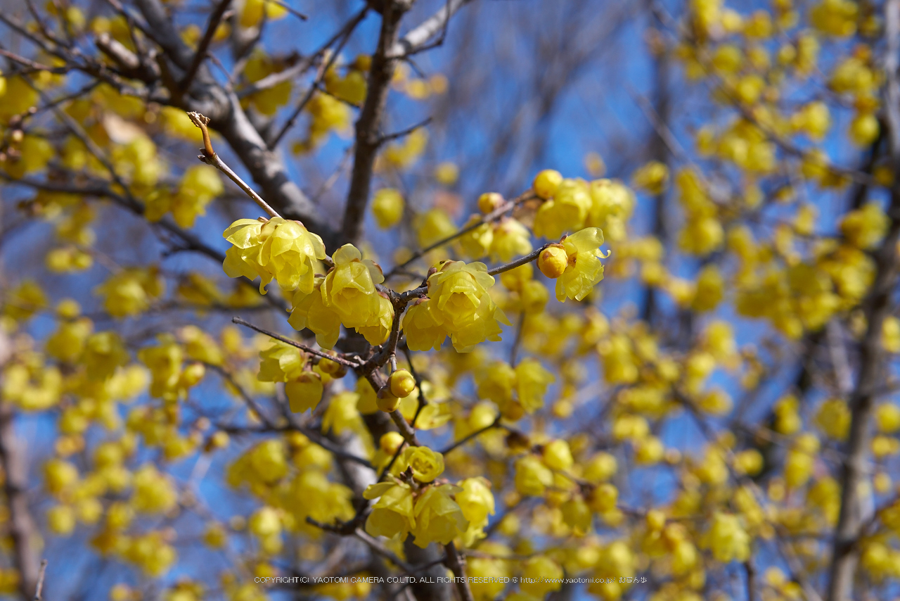 http://www.yaotomi.co.jp/blog/walk/NOCTICRON%28F6.3%29_10-46-54_Cap2014yaotomi_.jpg