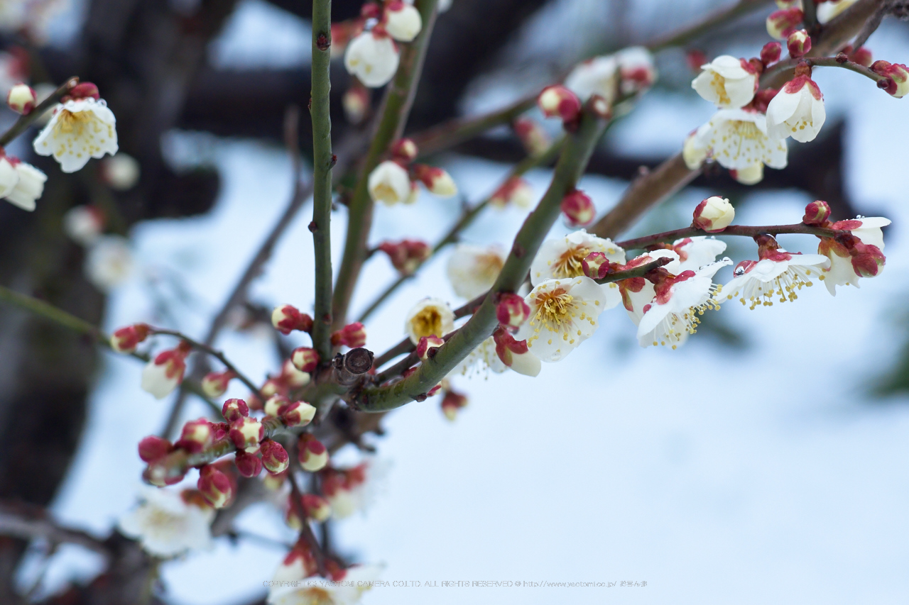 http://www.yaotomi.co.jp/blog/walk/PENTAX%2CMX1%2810-37-04%2C24mm%2CF3.5%29_2014yaotomi_.jpg