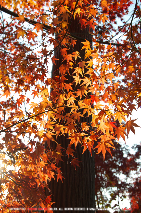 PK3_5141_SIL(34mm・8,0),龍安寺紅葉2013yaotomi_.jpg