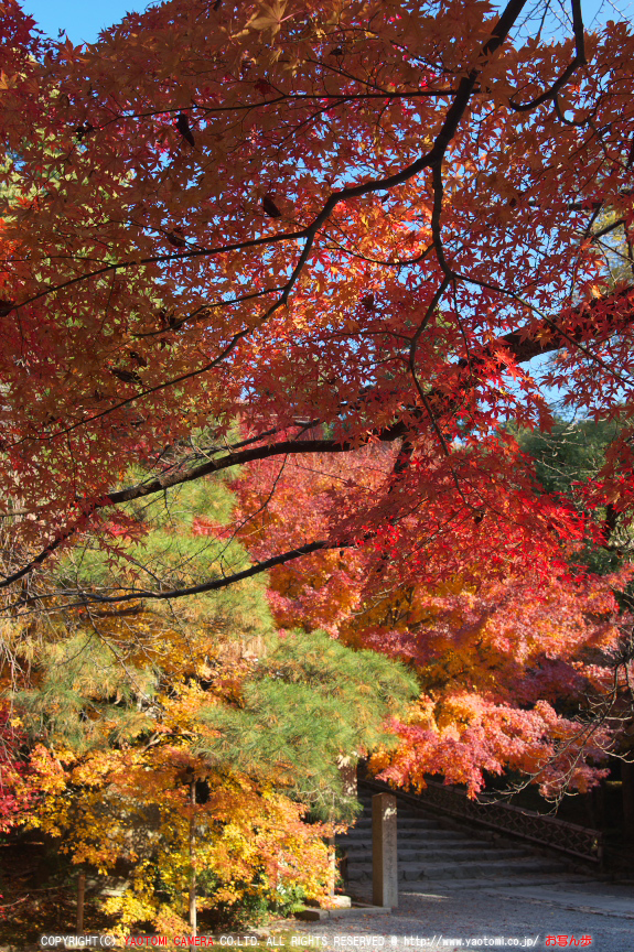 PK3_5293_SIL(24mm・F7,1),龍安寺紅葉2013yaotomi_.jpg