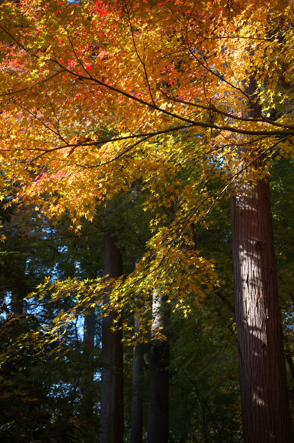 PK3_5315_SIL(40mm・F4,5),龍安寺紅葉2013yaotomi_.jpg