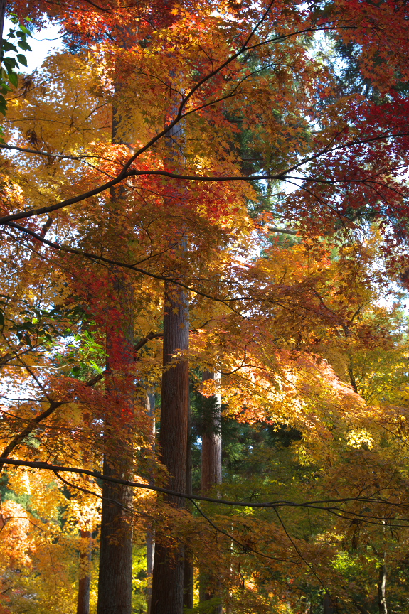 【20】 未開封　超レア　フエキ糊　ビンテージ　デッドストック デッドストック ビンテージ リーバイス 501XX ギャラあり紙パッチ