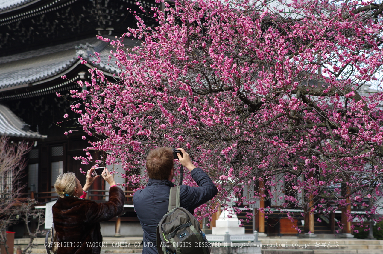 http://www.yaotomi.co.jp/blog/walk/PKP_1807s.jpg