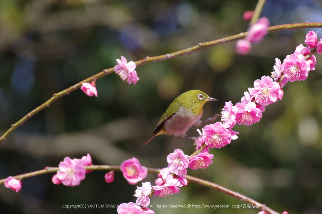 http://www.yaotomi.co.jp/blog/walk/PKP_2447s.jpg