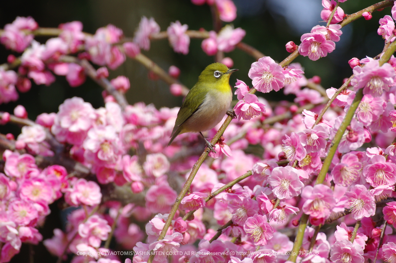 http://www.yaotomi.co.jp/blog/walk/PKP_2513s.jpg