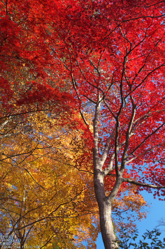 P_K33664_SIL(35mm,F2,2),笠置寺,紅葉,2013yaotomi_.jpg