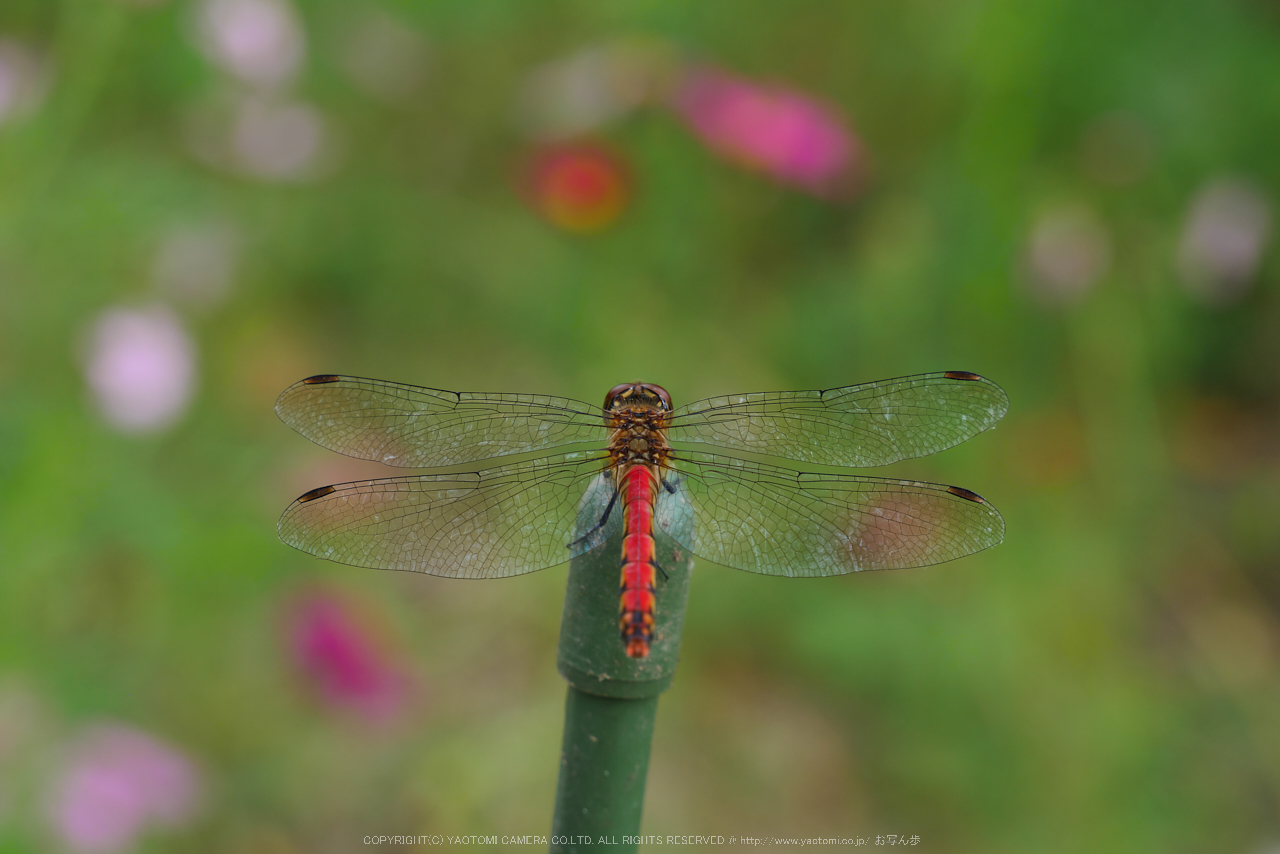 http://www.yaotomi.co.jp/blog/walk/Panasonic%2CLumix%2CG8_P1010067%28RAW%29%2CF7.1%2C60%20mm%2C2016yaotomi.jpg