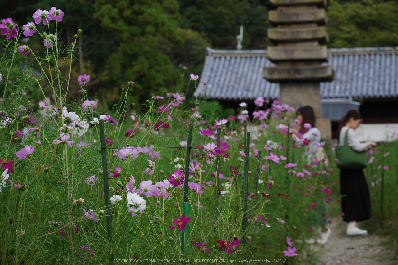 http://www.yaotomi.co.jp/blog/walk/Panasonic%2CLumix%2CG8_P1010083%28RAW%29%2CF5.6%2C60%20mm%2C2016yaotomi.jpg