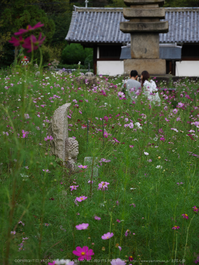 Panasonic,Lumix,G8_P1010088(RAW),F5.6,60 mm,2016yaotomi.jpg