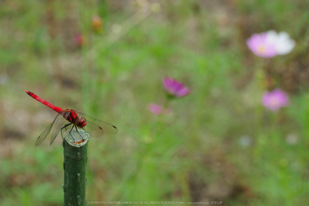 http://www.yaotomi.co.jp/blog/walk/Panasonic%2CLumix%2CG8_P1010096%28RAW%29%2CF9%2C60%20mm%2C2016yaotomi.jpg