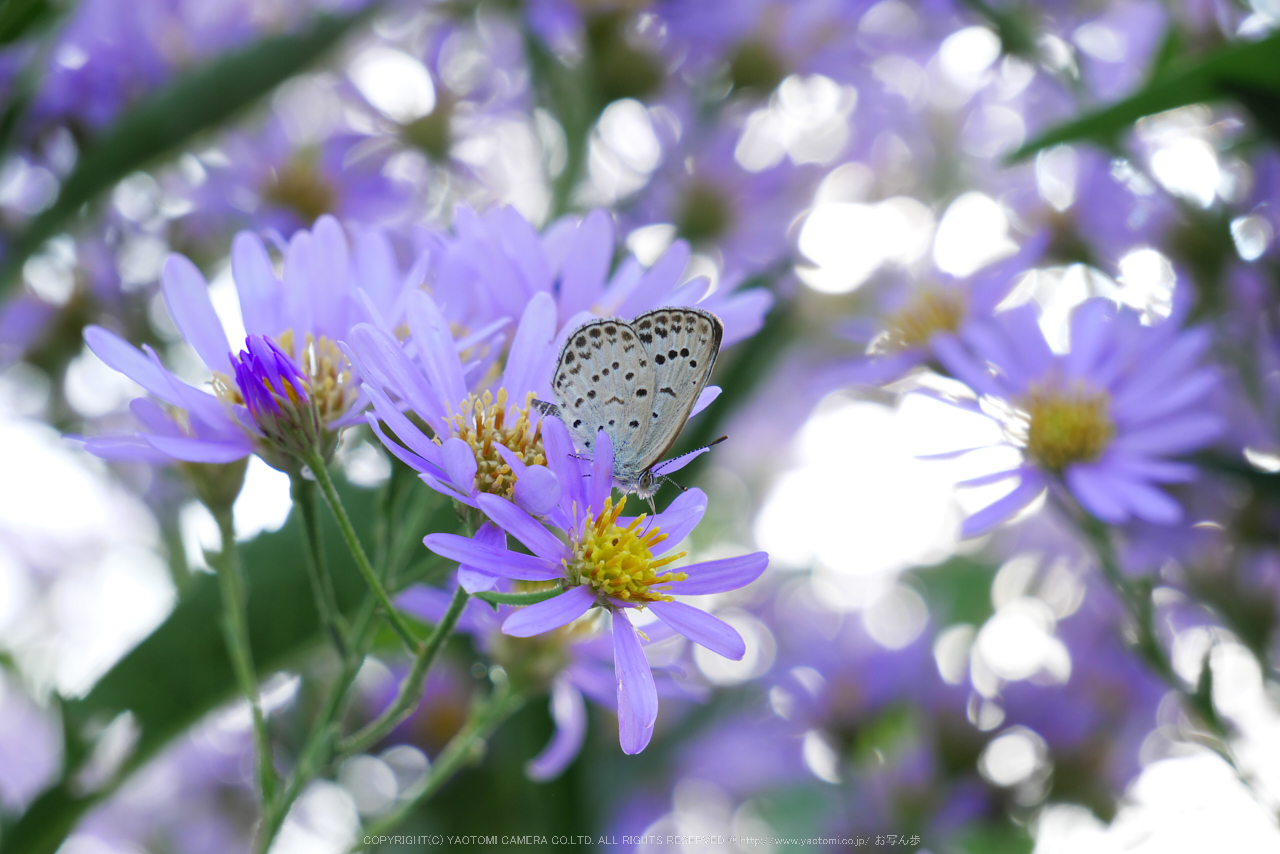 http://www.yaotomi.co.jp/blog/walk/Panasonic%2CLumix%2CG8_P1010155%28RAW%29%2CF7.1%2C60%20mm%2C2016yaotomi.jpg