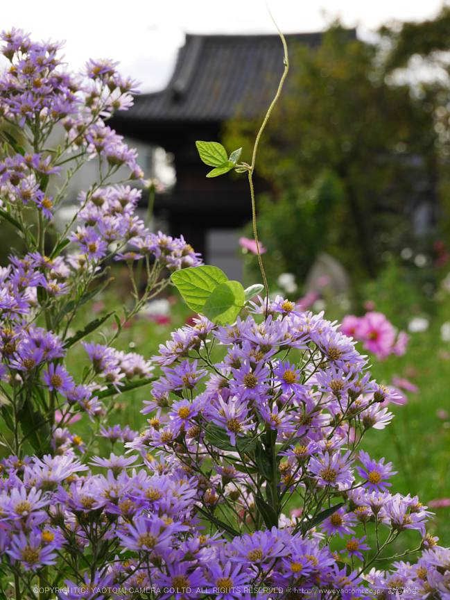 Panasonic,Lumix,G8_P1010165(RAW),F7.1,52 mm,2016yaotomi.jpg