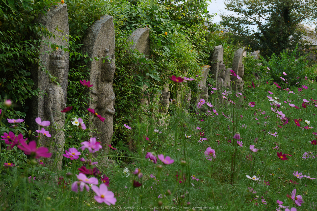 http://www.yaotomi.co.jp/blog/walk/Panasonic%2CLumix%2CG8_P1010188%28RAW%29%2CF7.1%2C39%20mm%2C2016yaotomi.jpg