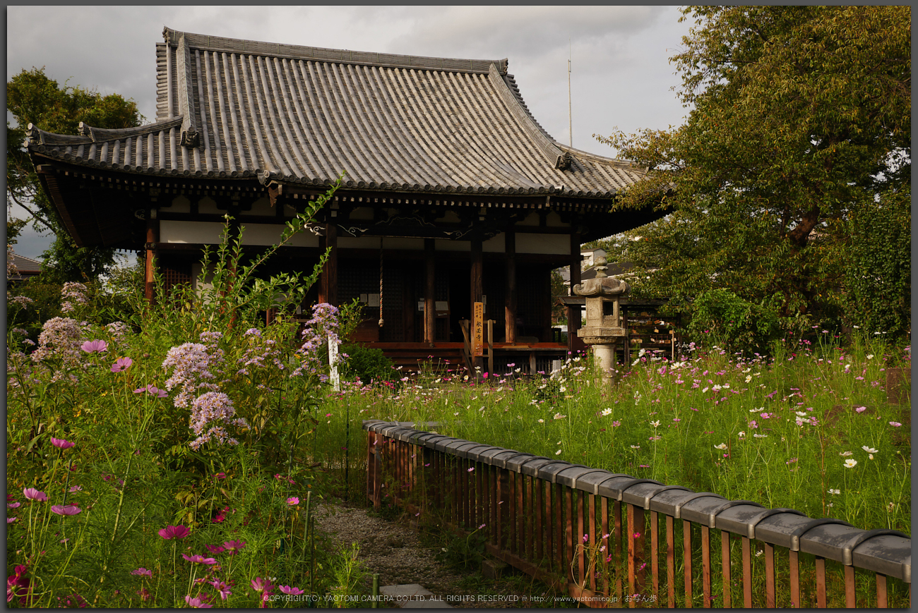 http://www.yaotomi.co.jp/blog/walk/Panasonic%2CLumix%2CG8_P1010201%28RAW%29%2CF8%2C18-mm%2C2016yaotomi_T.jpg