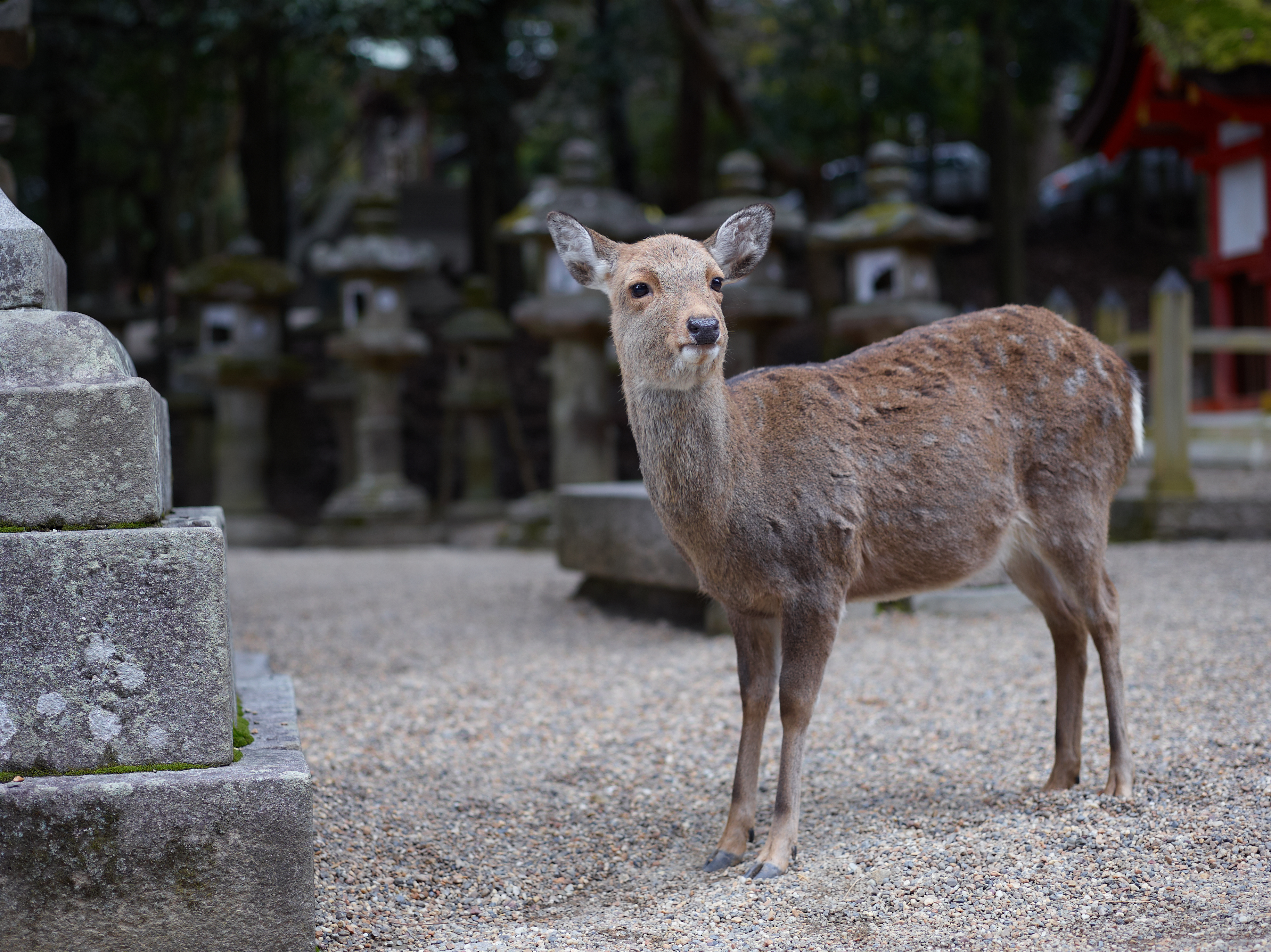 http://www.yaotomi.co.jp/blog/walk/PhaseOne645DF_P40%2B_20130112yaotomi_21.jpg