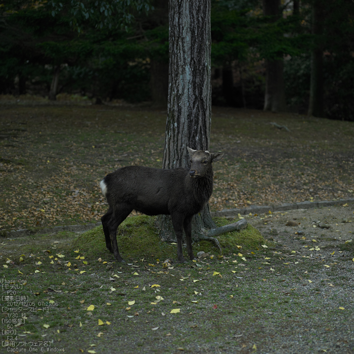 PhaseOne_P20_奈良東大寺_201212yaotomi_13s.jpg