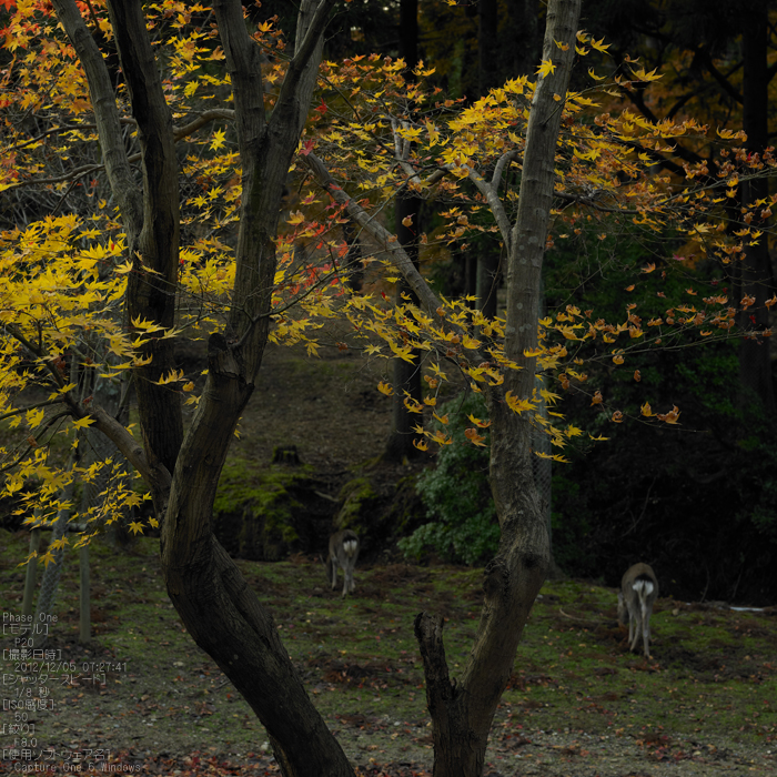 PhaseOne_P20_奈良東大寺_201212yaotomi_16s.jpg