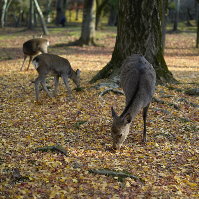 PhaseOne_P20_奈良東大寺_201212yaotomi_28s.jpg