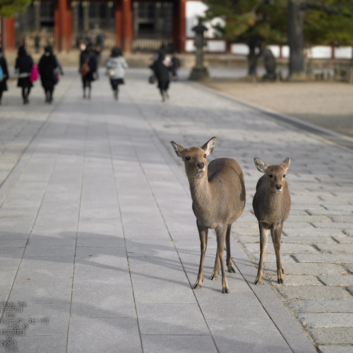 PhaseOne_P20_奈良東大寺_201212yaotomi_32s.jpg