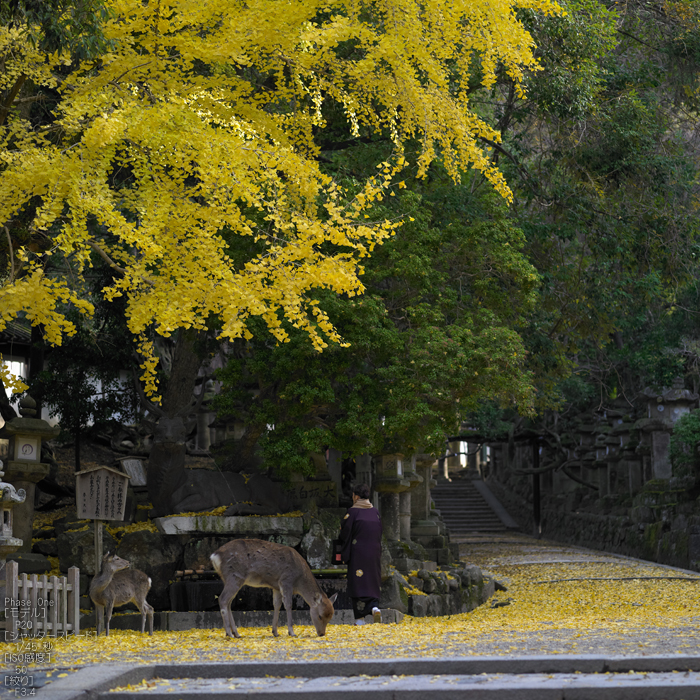 PhaseOne_P20_奈良東大寺_201212yaotomi_50s.jpg