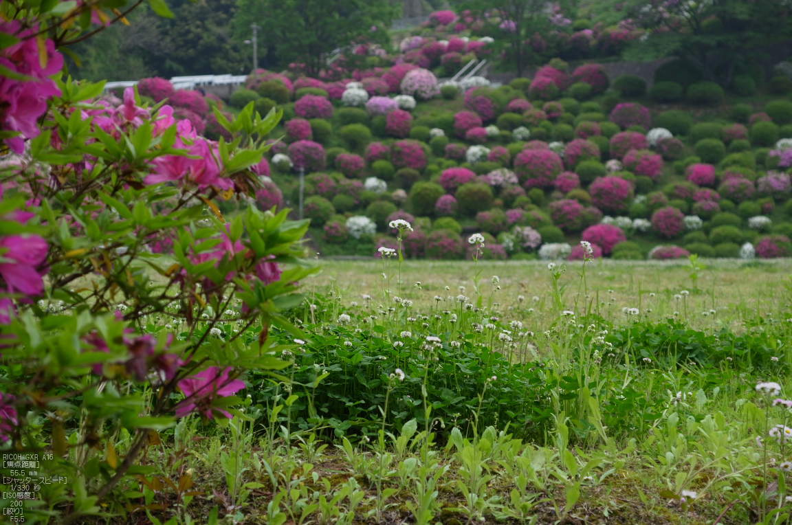 http://www.yaotomi.co.jp/blog/walk/RICOH_GXR_A16_%E8%B9%B4%E4%B8%8A%E6%B5%84%E6%B0%B4%E5%A0%B4%E3%83%BB%E3%83%84%E3%83%84%E3%82%B8_2012_yaotomi_10.jpg