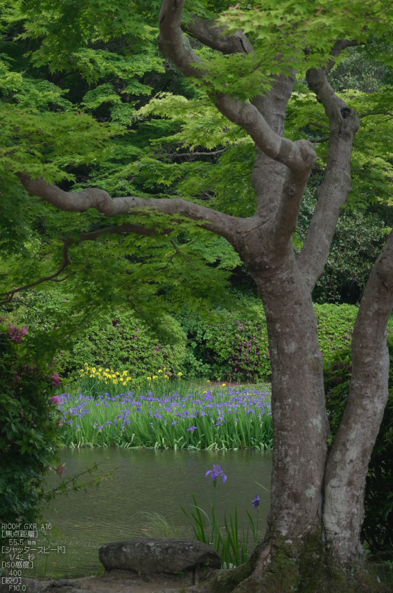 RICOH_GXR_A16_長岳寺・杜若_2012_yaotomi_15.jpg