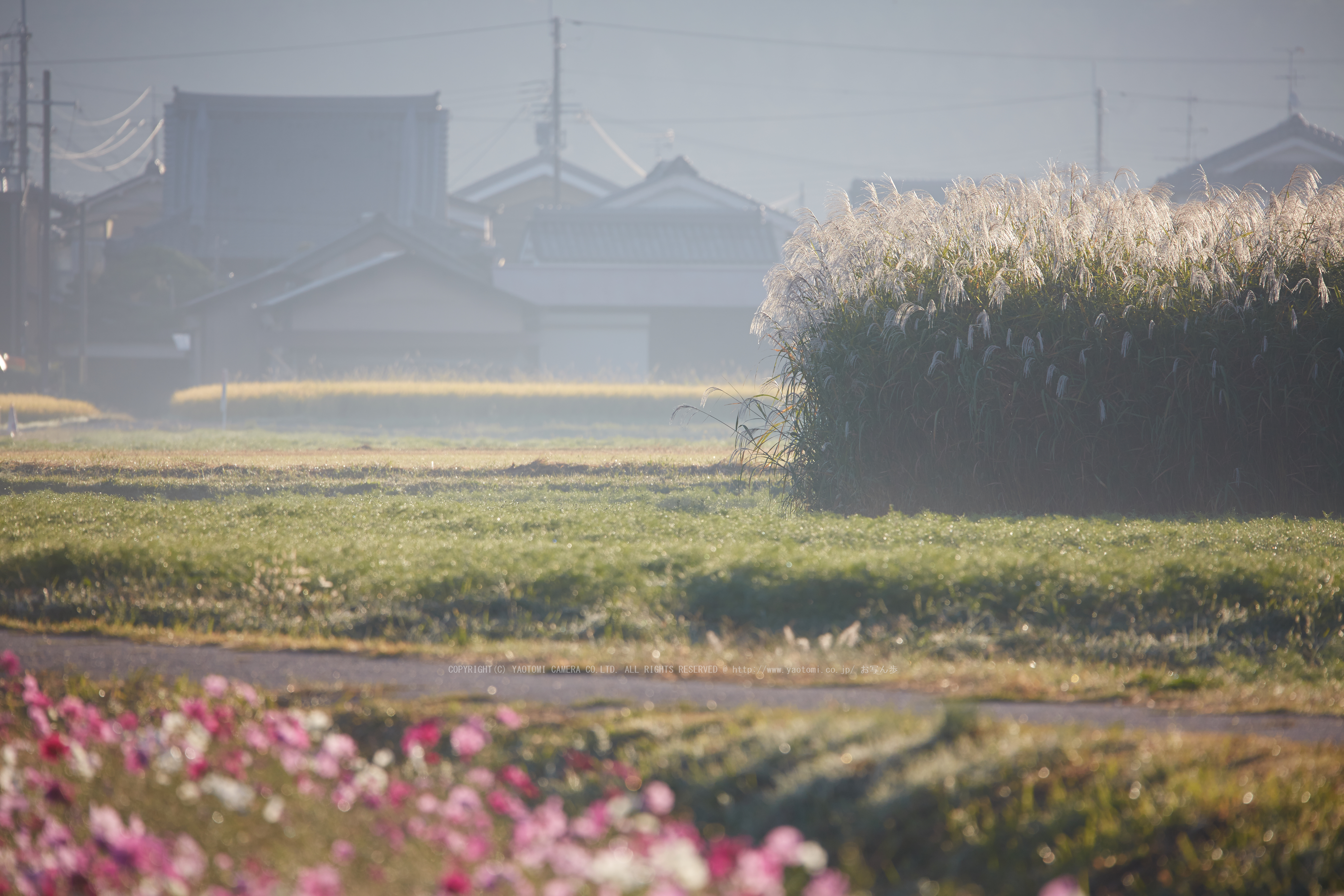 http://www.yaotomi.co.jp/blog/walk/SIGMA%2C150_600S%28F22A0258%2C512mm%2CF7.1%2CFULL%292014yaotomi_.jpg