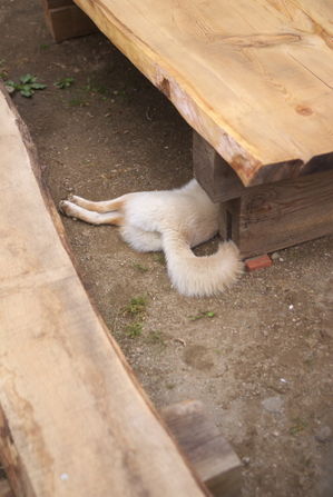 IMGP4666sds3-.jpg