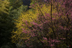IMGP4460sds3-.jpg