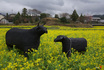 IMGP4496sds3-3.jpg