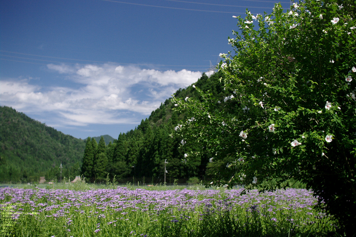 北山友禅菊-11.jpg.jpg