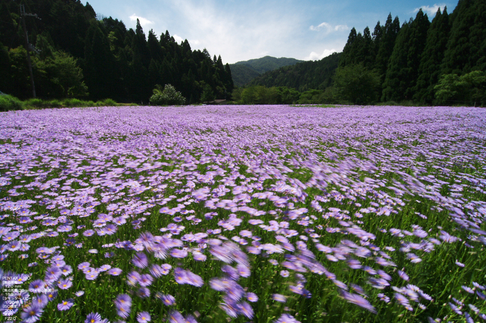 北山友禅菊-13.jpg.jpg