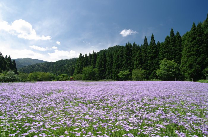 北山友禅菊-15.jpg.jpg
