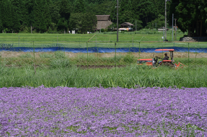 北山友禅菊-17.jpg.jpg