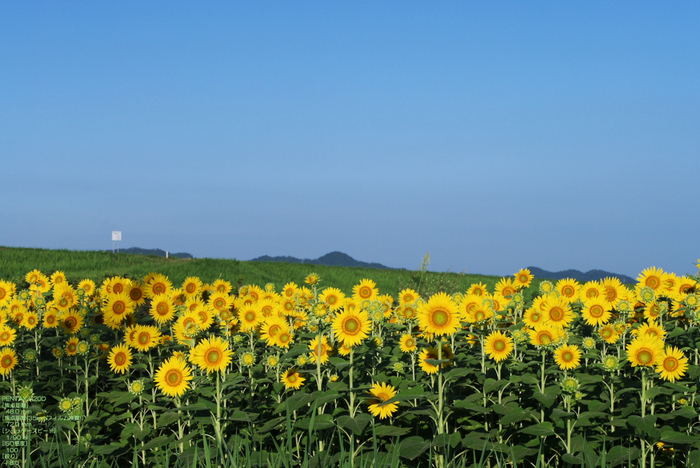 日野川ひまわり-1.jpg