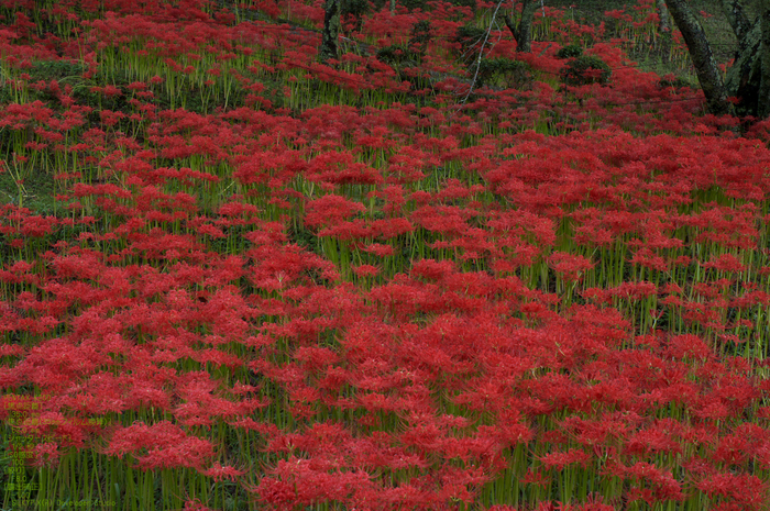 201009_仏隆寺_2.jpg