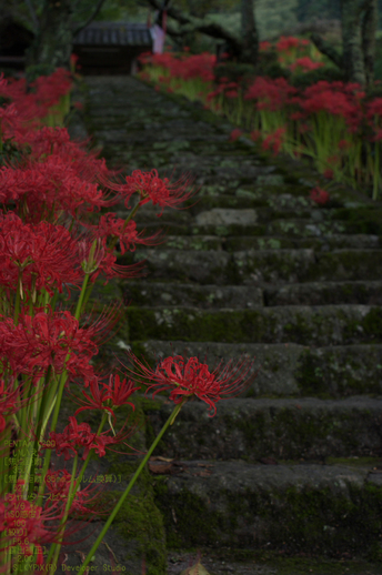 201009_仏隆寺_4.jpg