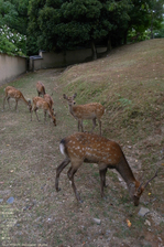 2010_09_nara_23.jpg