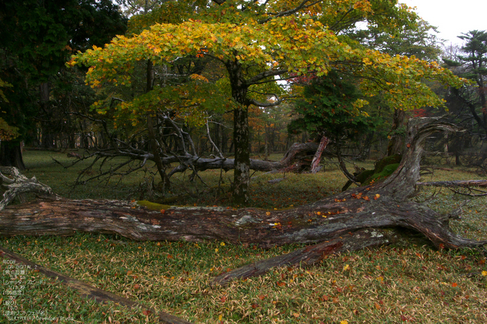 201010_大台ヶ原紅葉_10.jpg