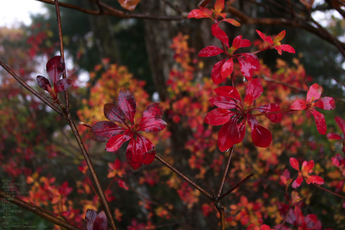 201010_大台ヶ原紅葉_22.jpg