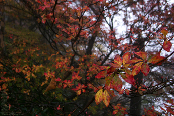 201010_大台ヶ原紅葉_23.jpg