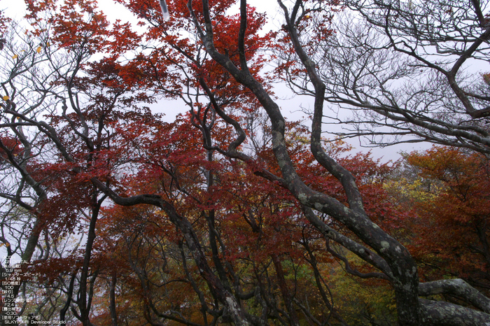 201010_大台ヶ原紅葉_24.jpg