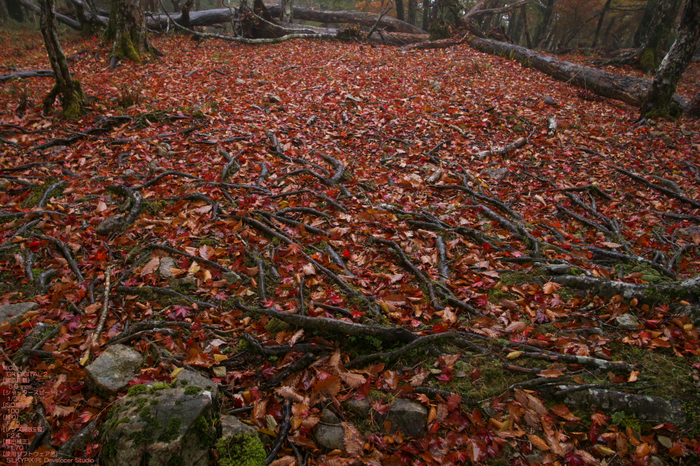 201010_大台ヶ原紅葉_27.jpg