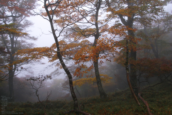 201010_大台ヶ原紅葉_28.jpg