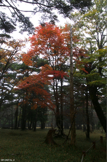 201010_大台ヶ原紅葉_29.jpg