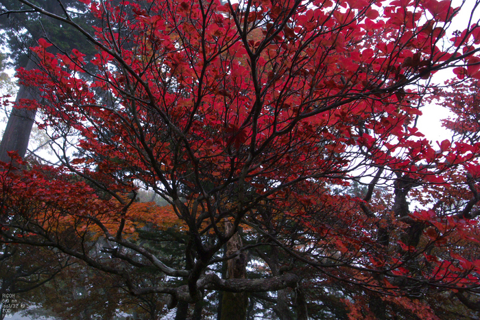 201010_大台ヶ原紅葉_6.jpg