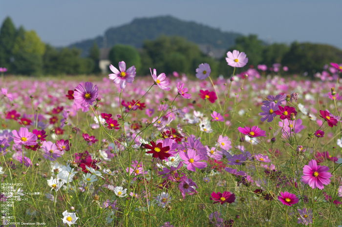 201010_藤原京コスモス_10.jpg