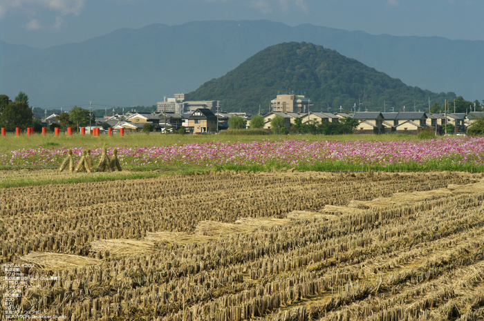 201010_藤原京コスモス_21.jpg