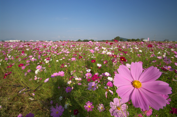 201010_藤原京コスモス_22.jpg