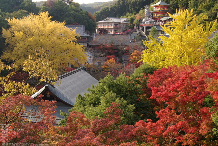 2010_信貴山・紅葉_27.jpg